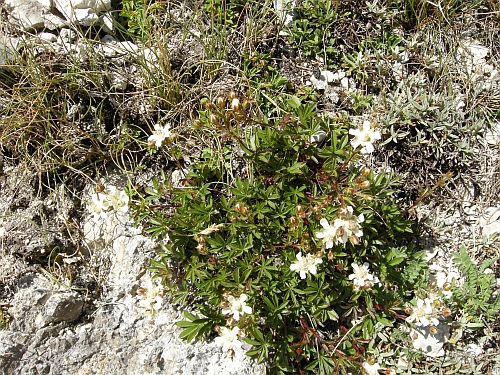 Potentilla caulescens / Cinquefoglia penzola